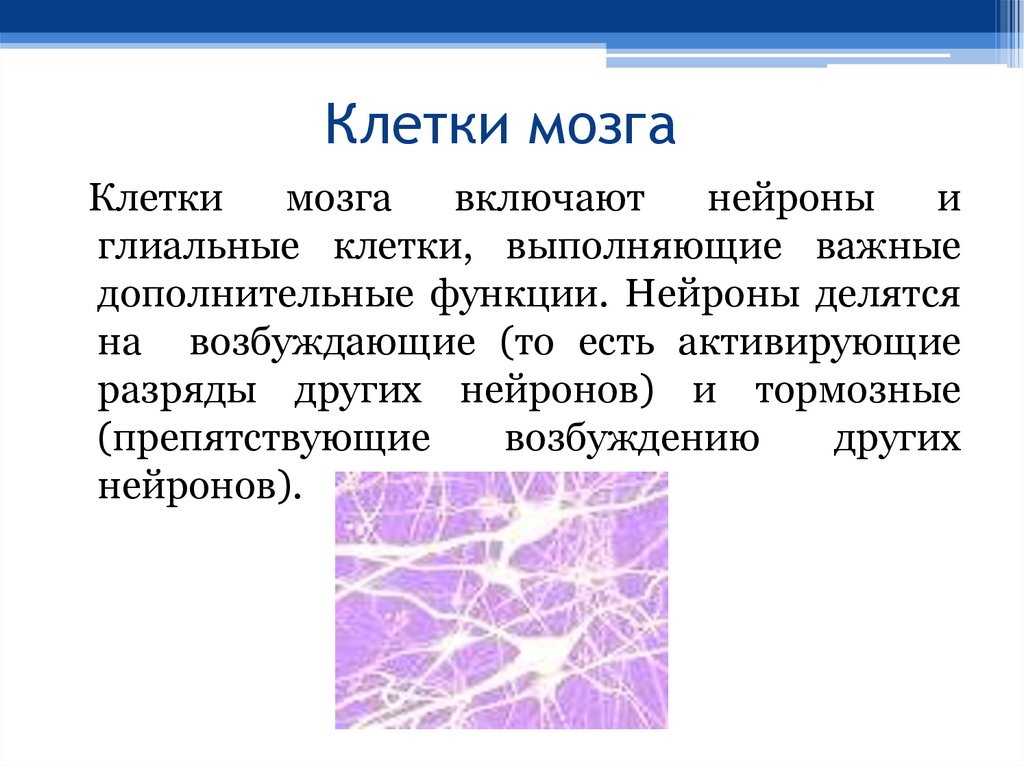 Клетки мозга