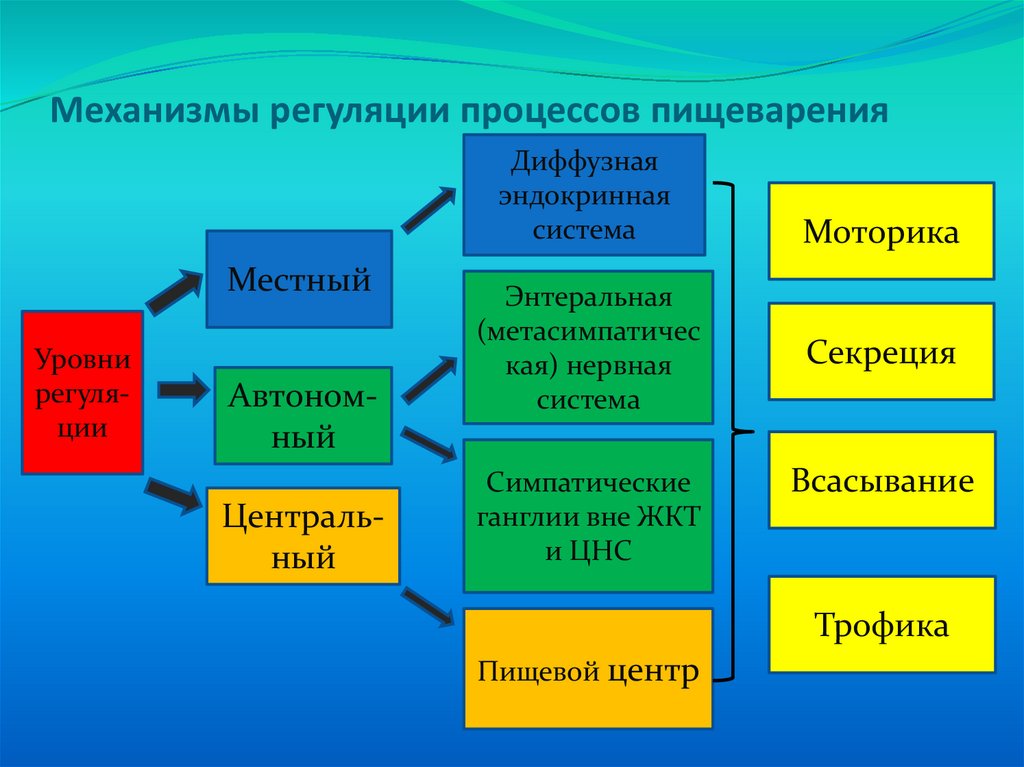 Механизмы регуляции процессов пищеварения