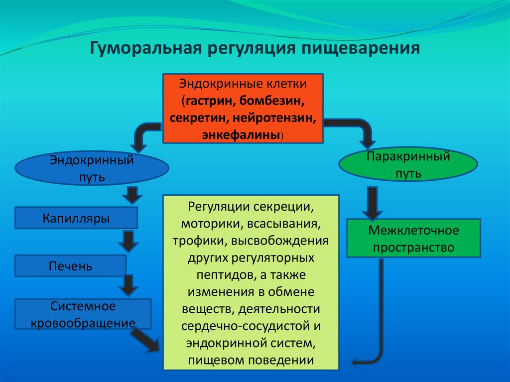 Гуморальная регуляция пищеварения