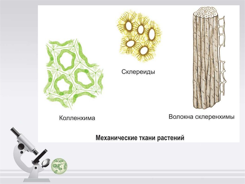 Ботаника как наука