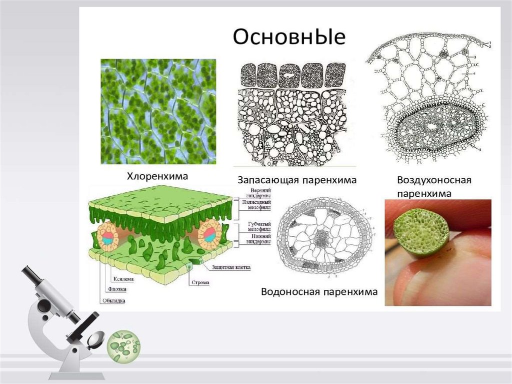 Ботаника как наука