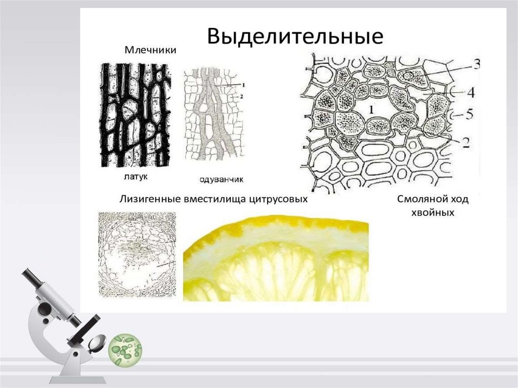 Ботаника как наука