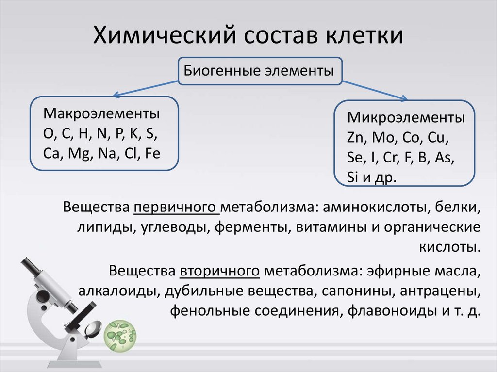 Химический состав клетки