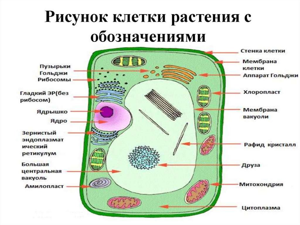 Ботаника как наука