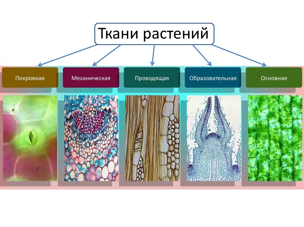 Ткани растений