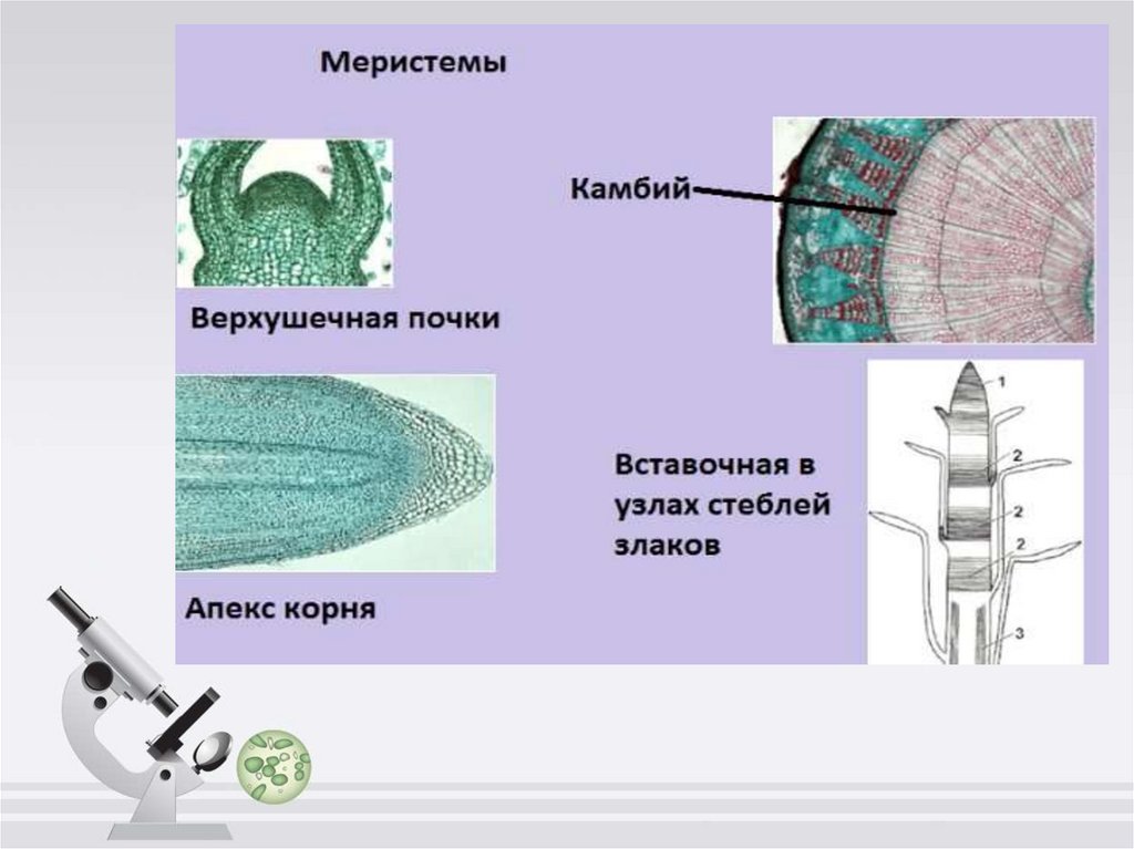 Ботаника как наука