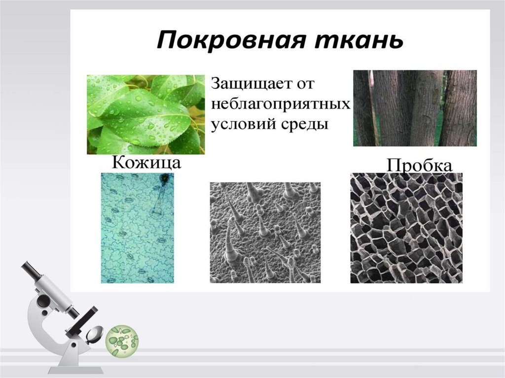 Ботаника как наука