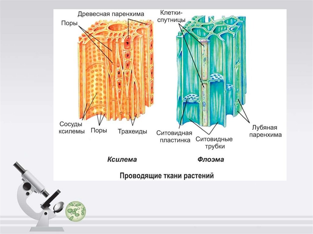 Ботаника как наука