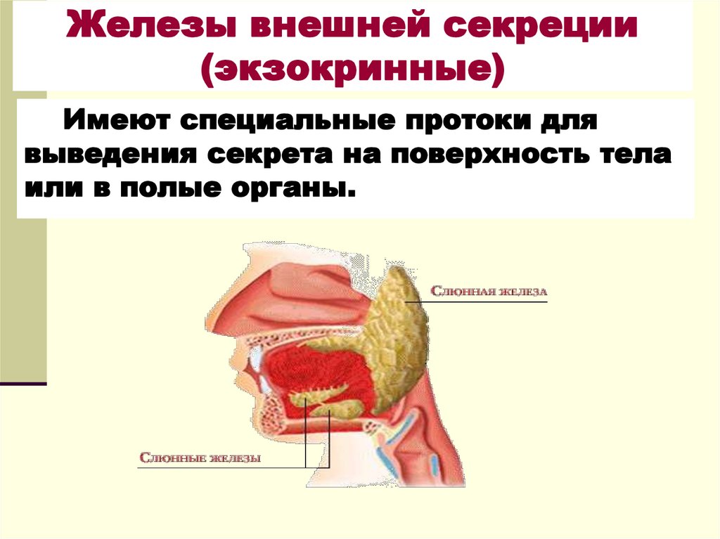 Железы внешней секреции (экзокринные)