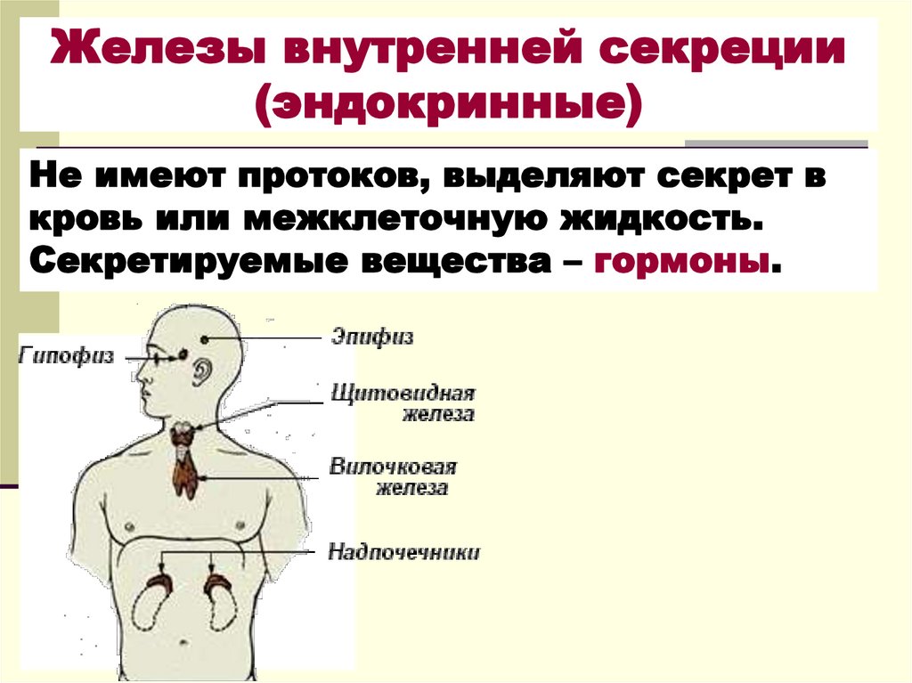 Железы внутренней секреции (эндокринные)