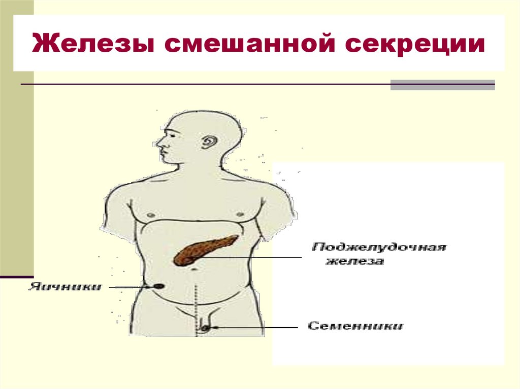 Железы смешанной секреции