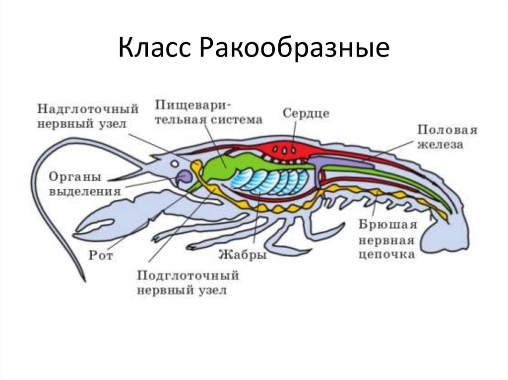 Класс Ракообразные