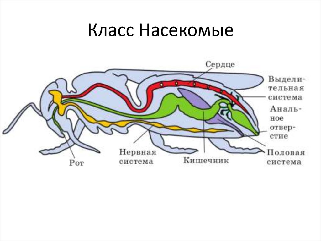 Класс Насекомые