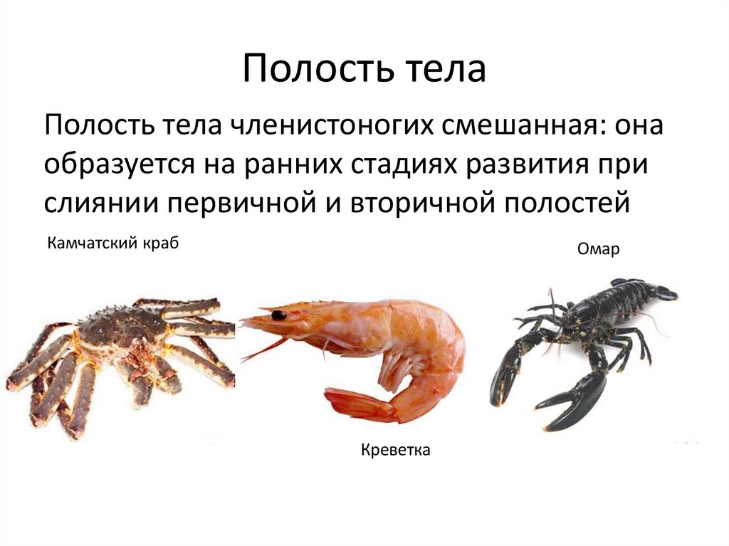 Полость тела