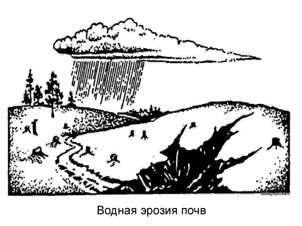 Водная эрозия почв