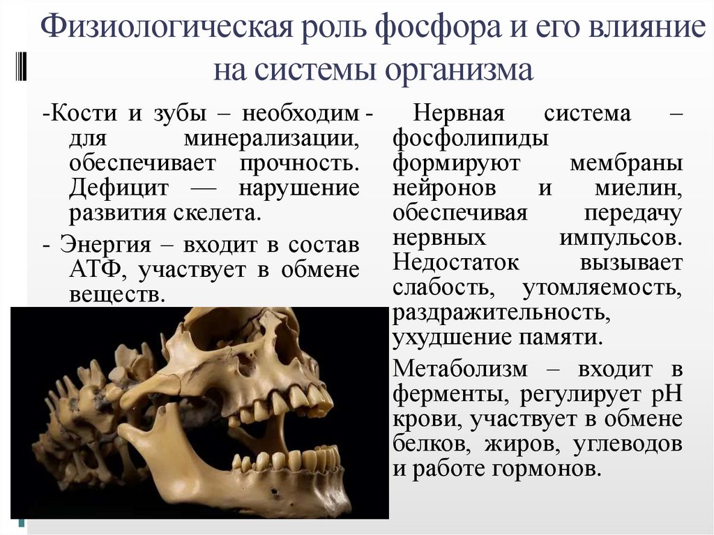 Физиологическая роль фосфора и его влияние на системы организма