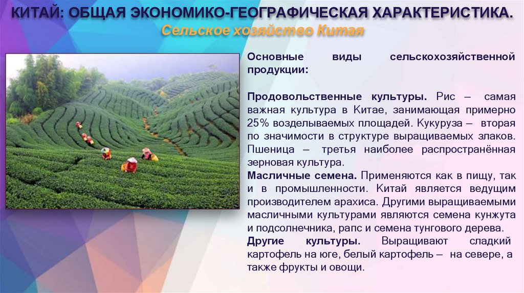 КИТАЙ: ОБЩАЯ ЭКОНОМИКО-ГЕОГРАФИЧЕСКАЯ ХАРАКТЕРИСТИКА. Сельское хозяйство Китая