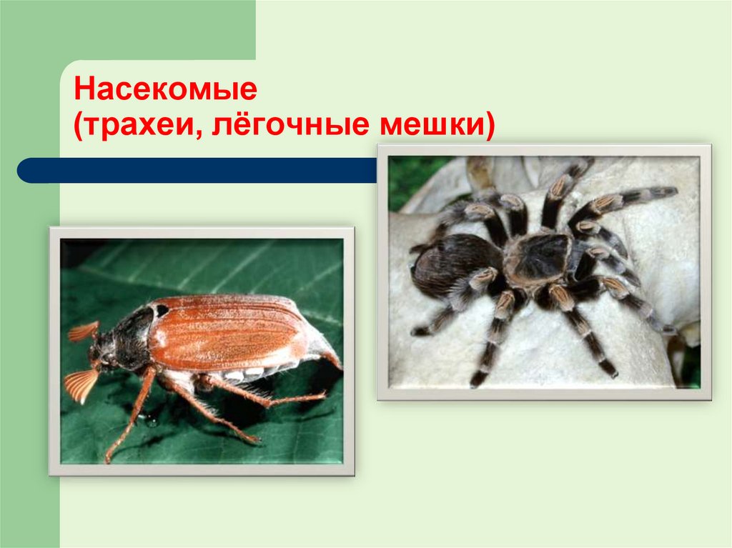 Насекомые (трахеи, лёгочные мешки)