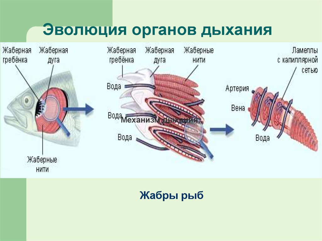 Эволюция органов дыхания