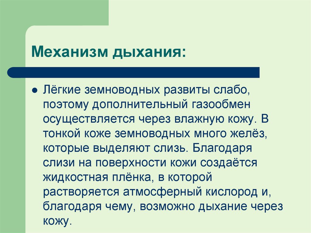 Механизм дыхания: