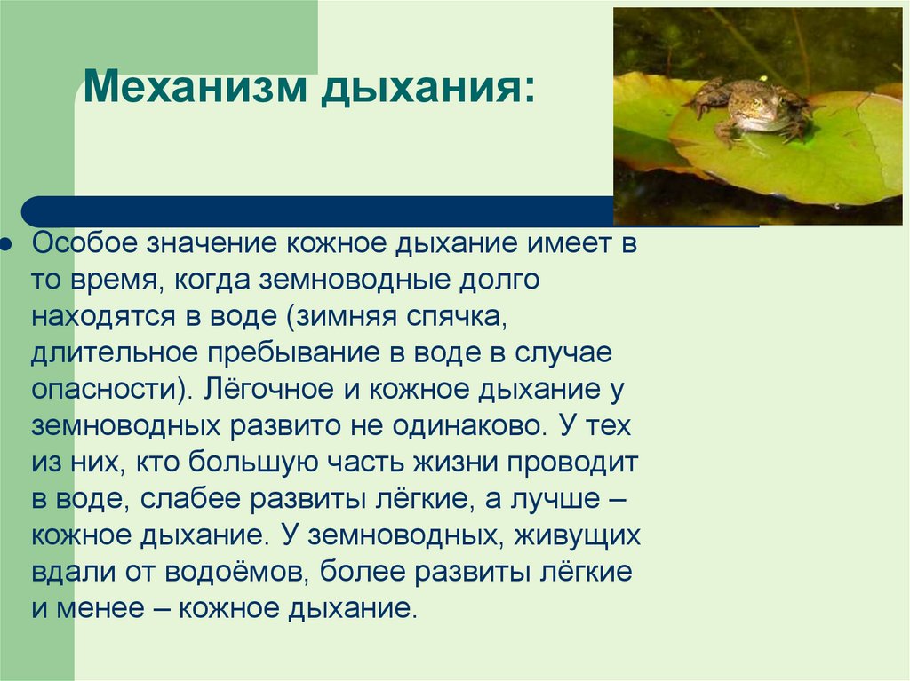 Механизм дыхания: