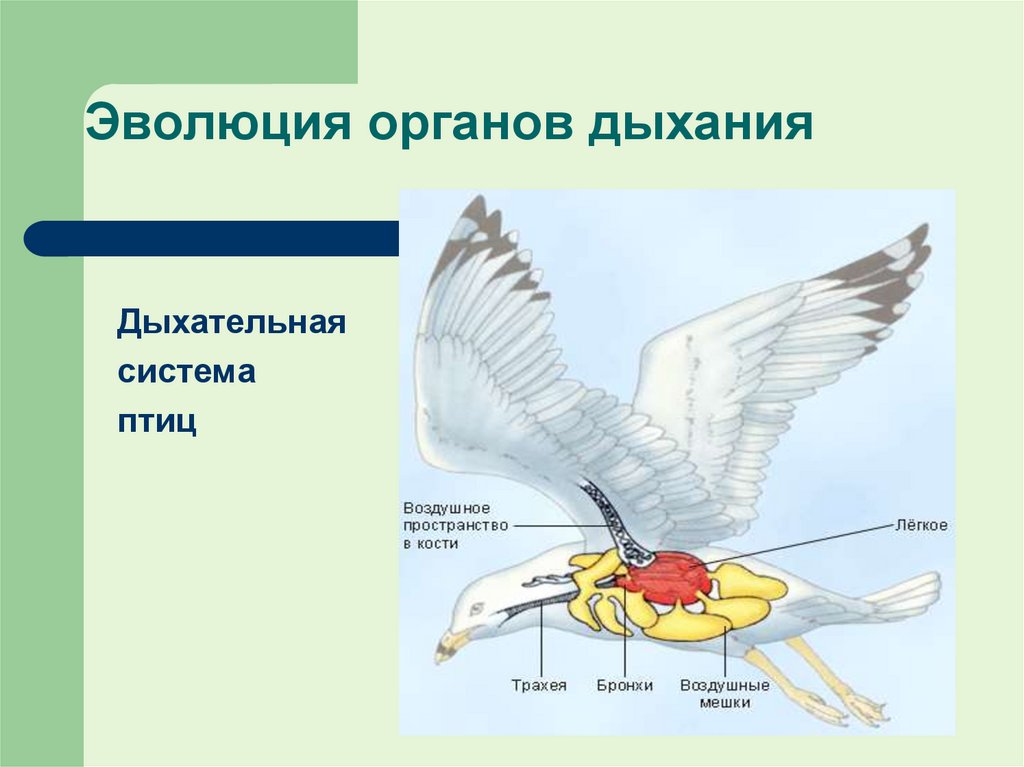 Эволюция органов дыхания