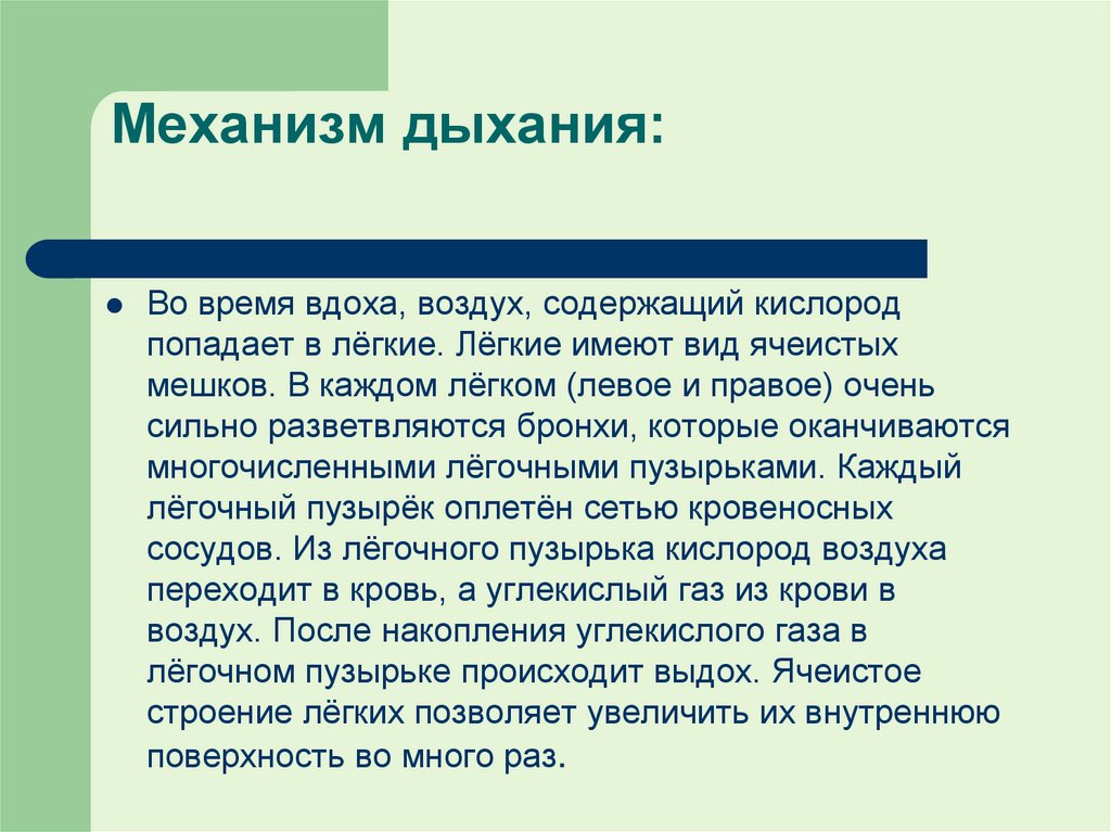 Механизм дыхания: