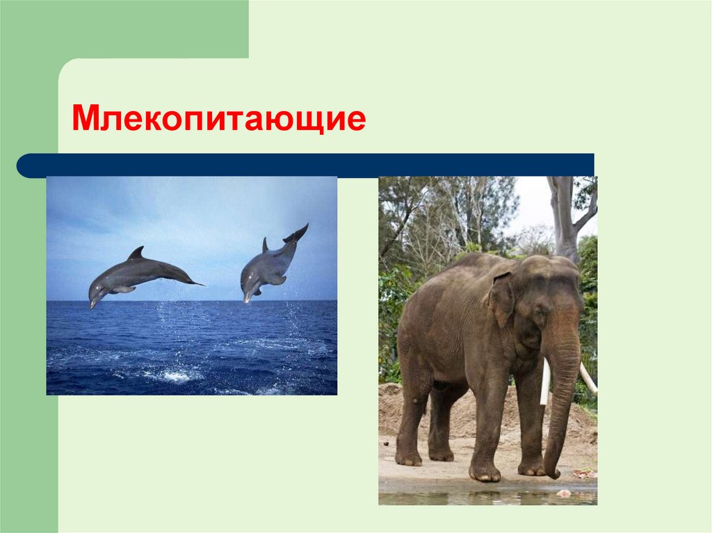 Млекопитающие