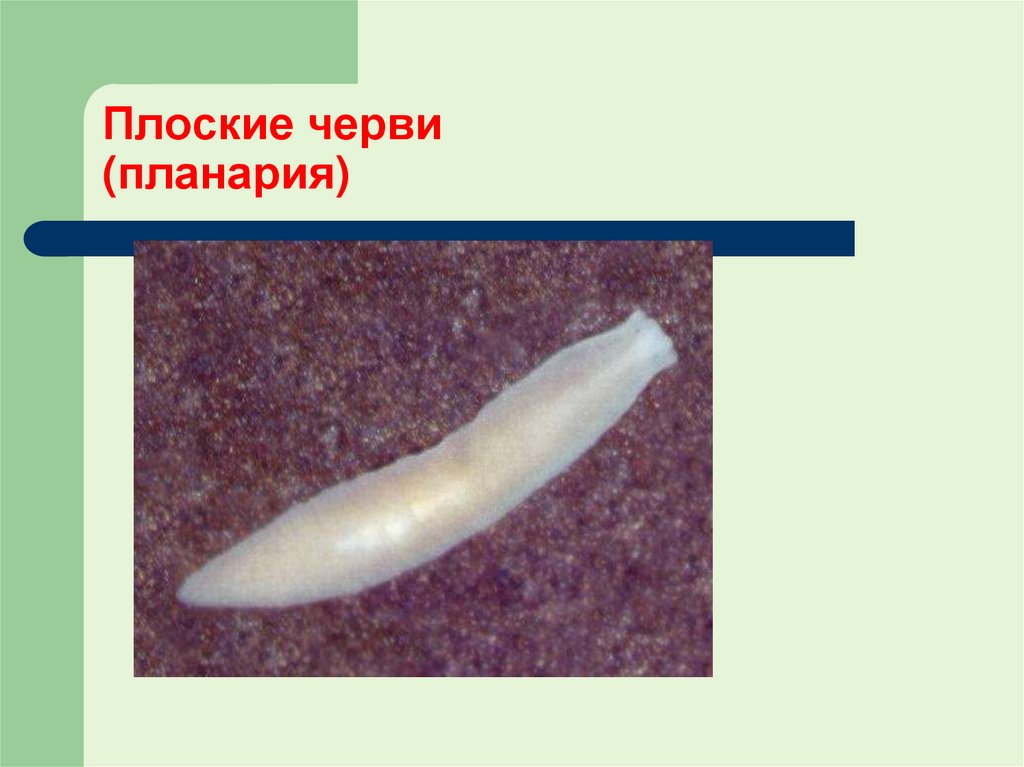 Плоские черви (планария)