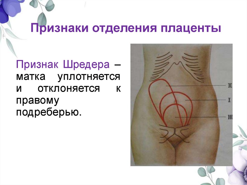 Признаки отделения плаценты