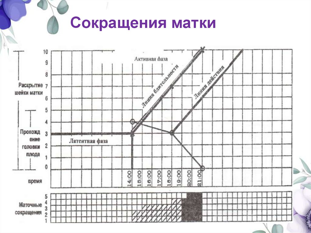 Сокращения матки