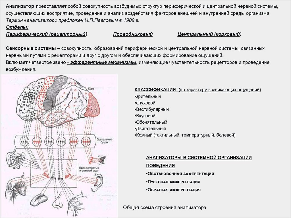 Анализатор представляет собой совокупность возбудимых структур периферической и центральной нервной системы, осуществляющих