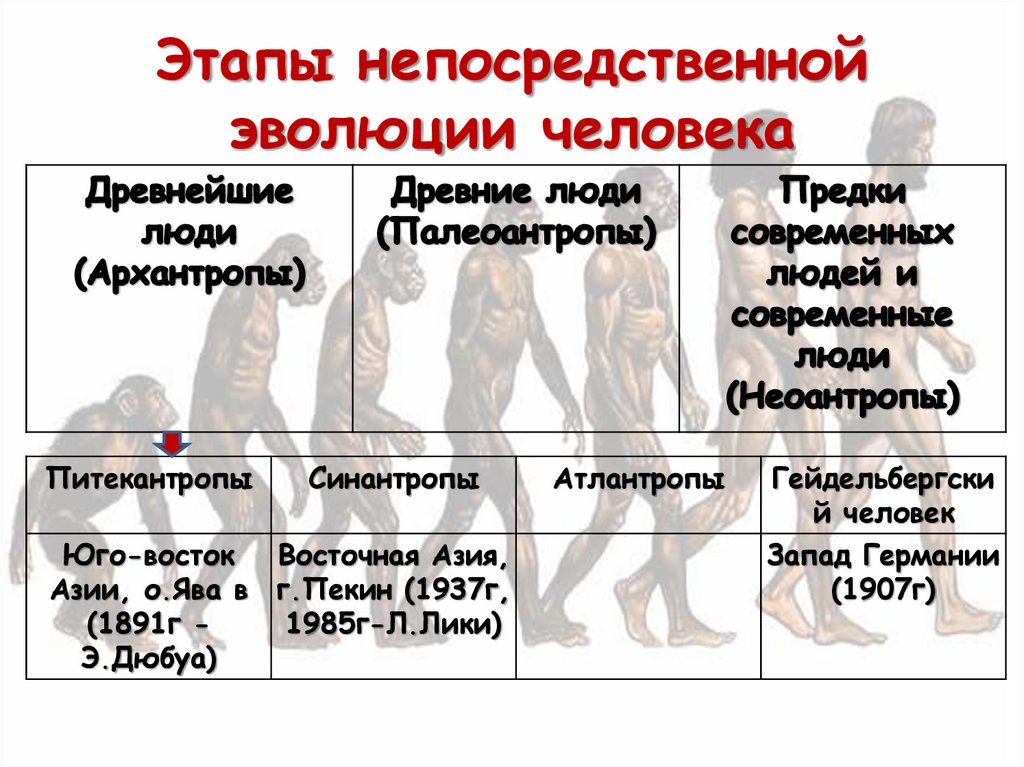 Этапы непосредственной эволюции человека