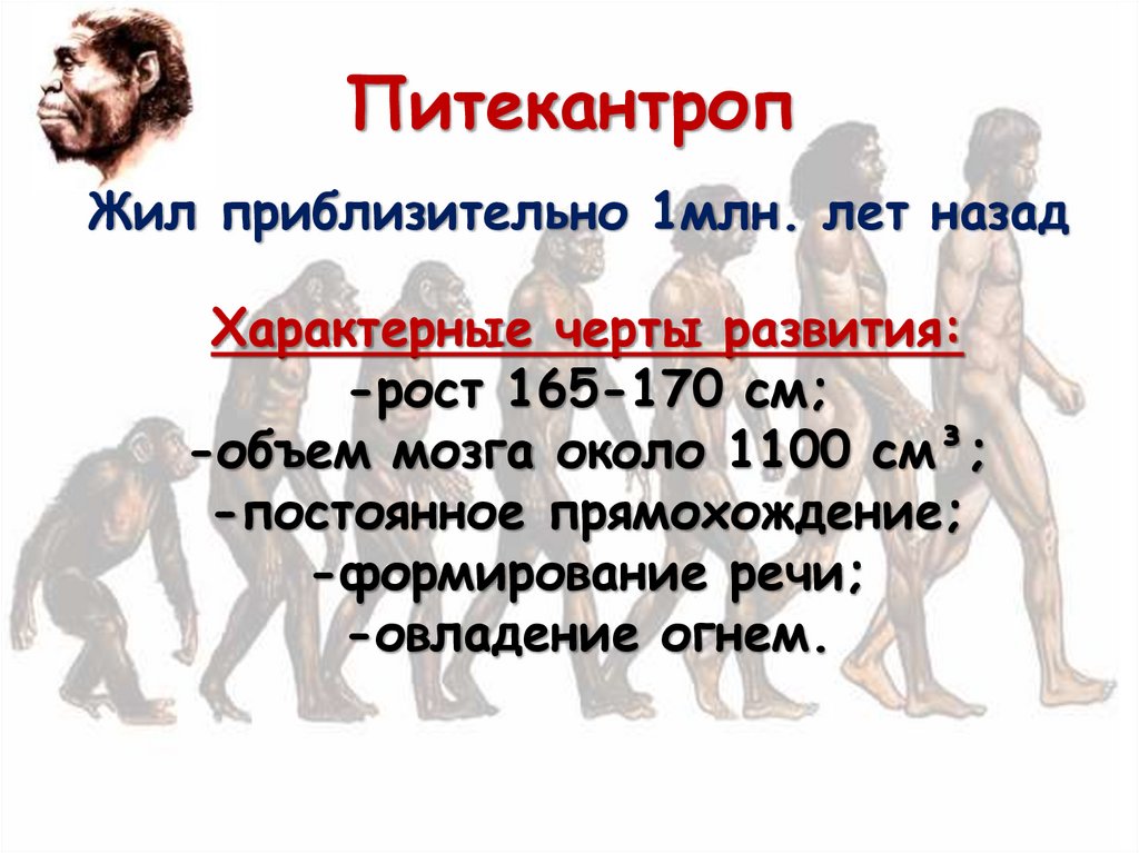 Питекантроп