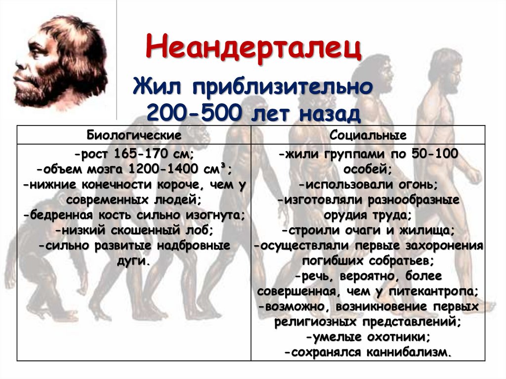 Неандерталец