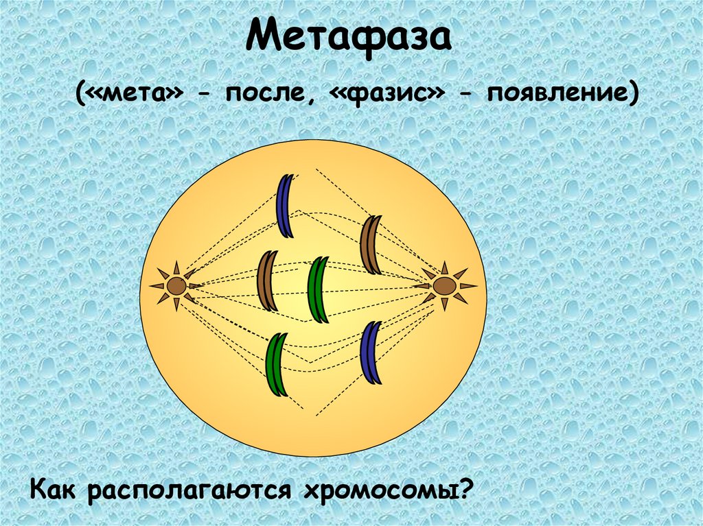 Метафаза («мета» - после, «фазис» - появление)
