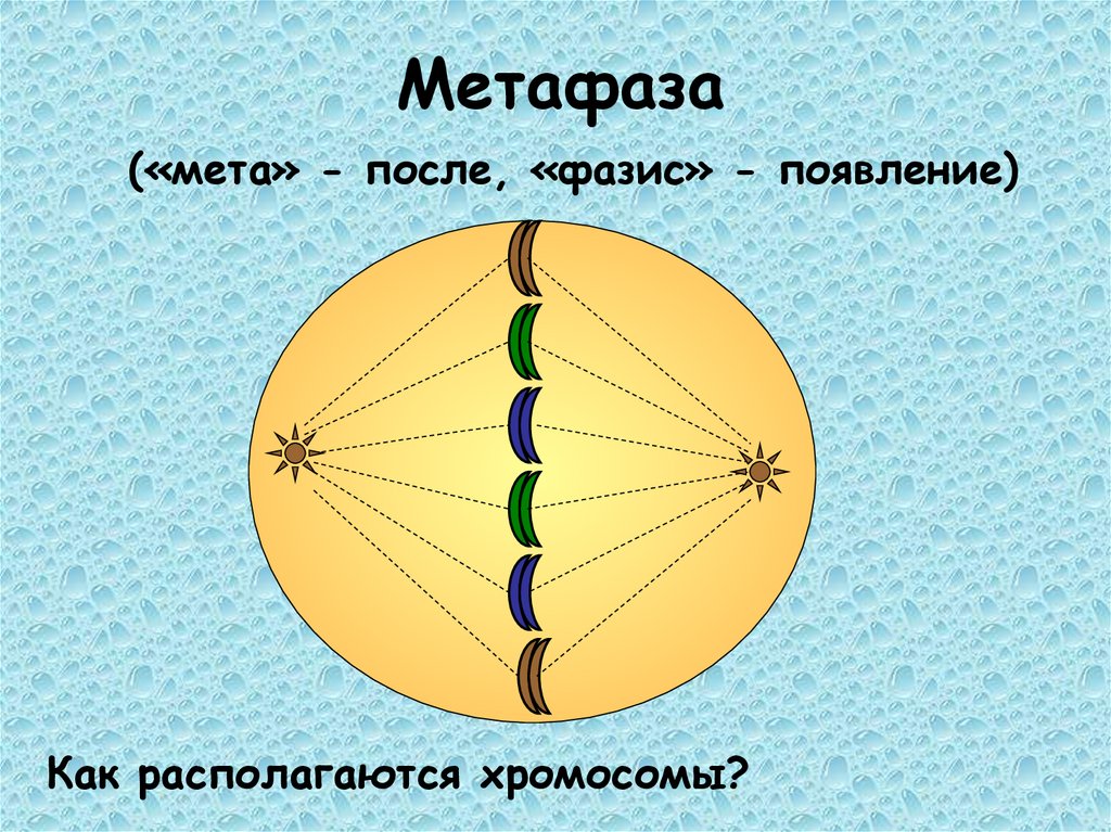 Метафаза («мета» - после, «фазис» - появление)