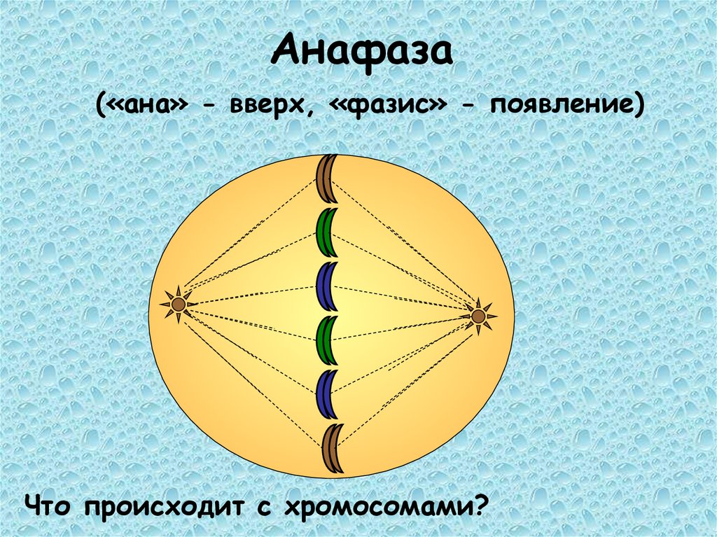 Анафаза («ана» - вверх, «фазис» - появление)