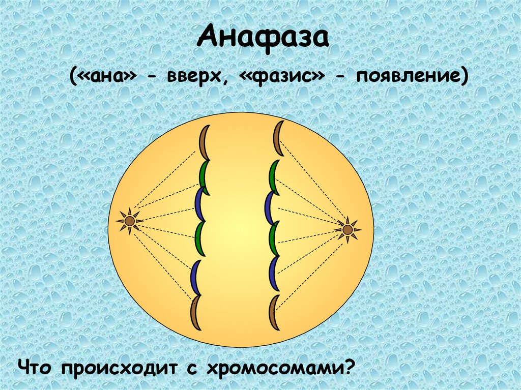 Анафаза («ана» - вверх, «фазис» - появление)