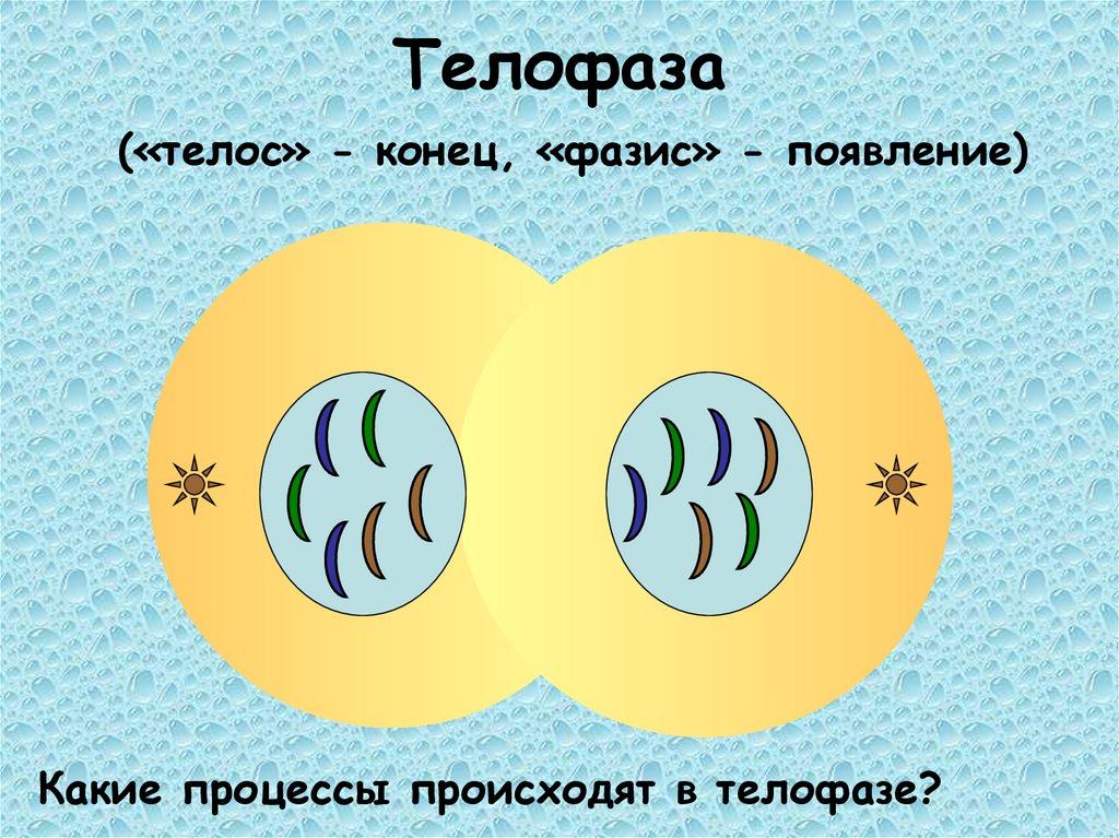 Телофаза («телос» - конец, «фазис» - появление)