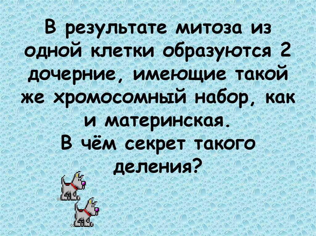 В результате митоза из одной клетки образуются 2 дочерние, имеющие такой же хромосомный набор, как и материнская. В чём секрет