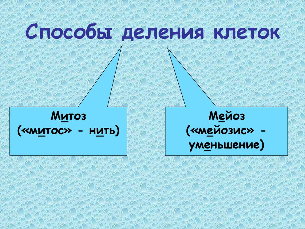 Способы деления клеток
