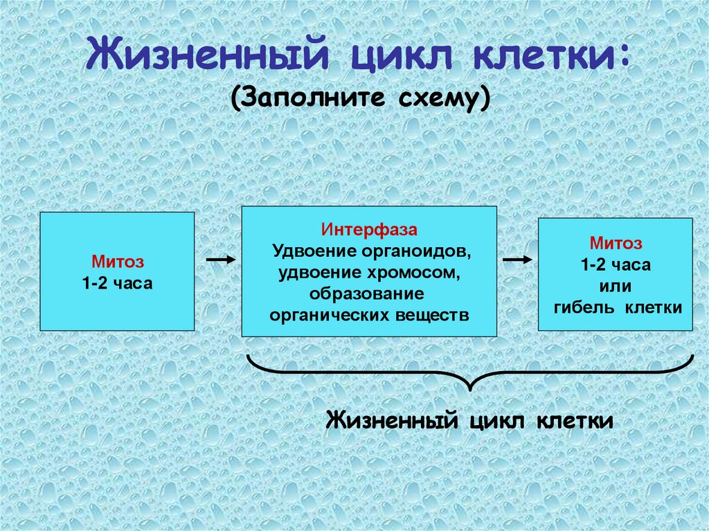 Жизненный цикл клетки: (Заполните схему)