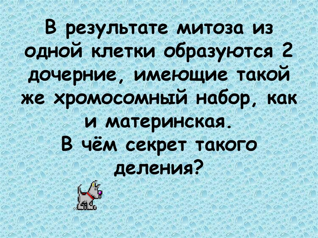 В результате митоза из одной клетки образуются 2 дочерние, имеющие такой же хромосомный набор, как и материнская. В чём секрет