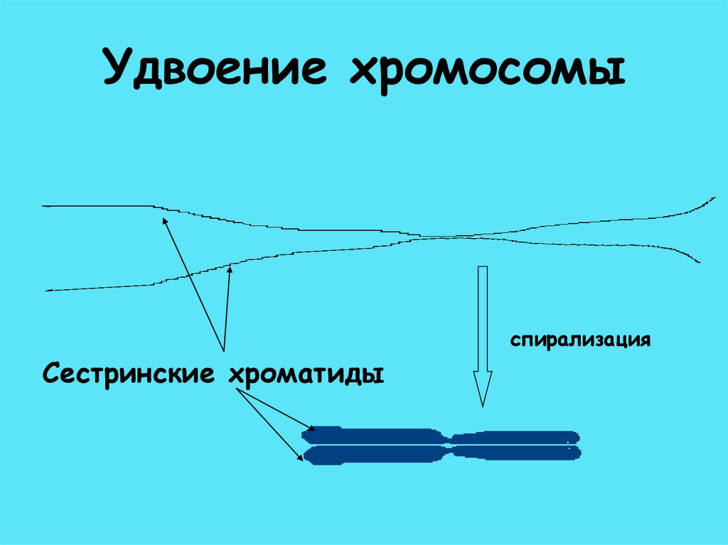 Удвоение хромосомы