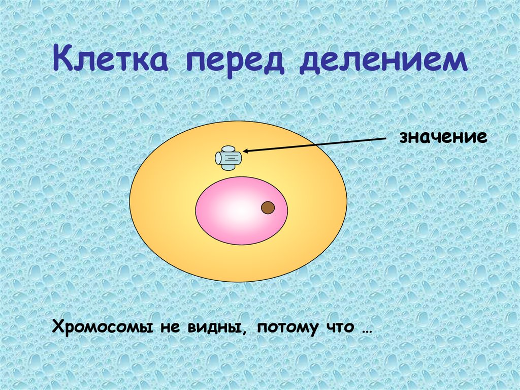 Клетка перед делением