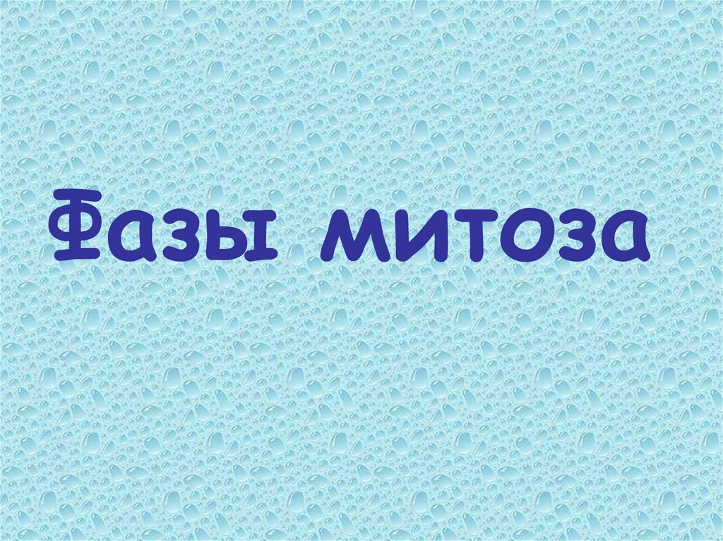 Фазы митоза