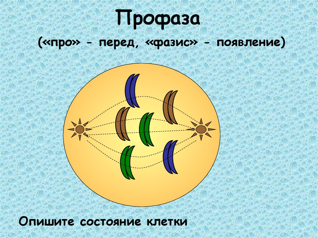 Профаза («про» - перед, «фазис» - появление)
