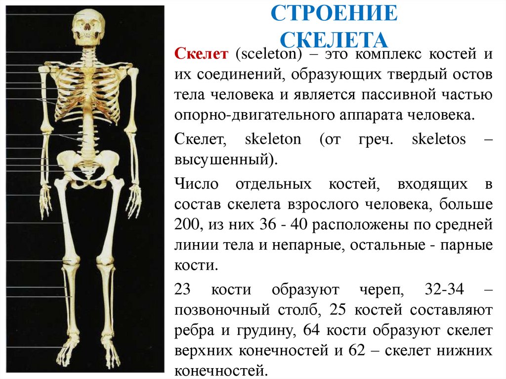 СТРОЕНИЕ СКЕЛЕТА