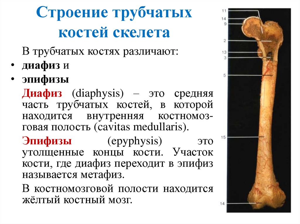 Строение трубчатых костей скелета